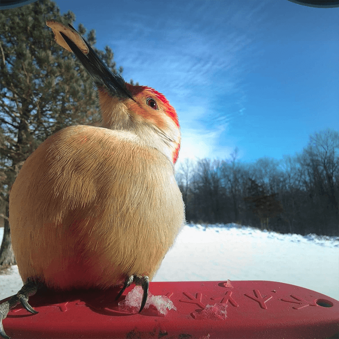 Red-bellied woodpecker captured on Bird Buddy