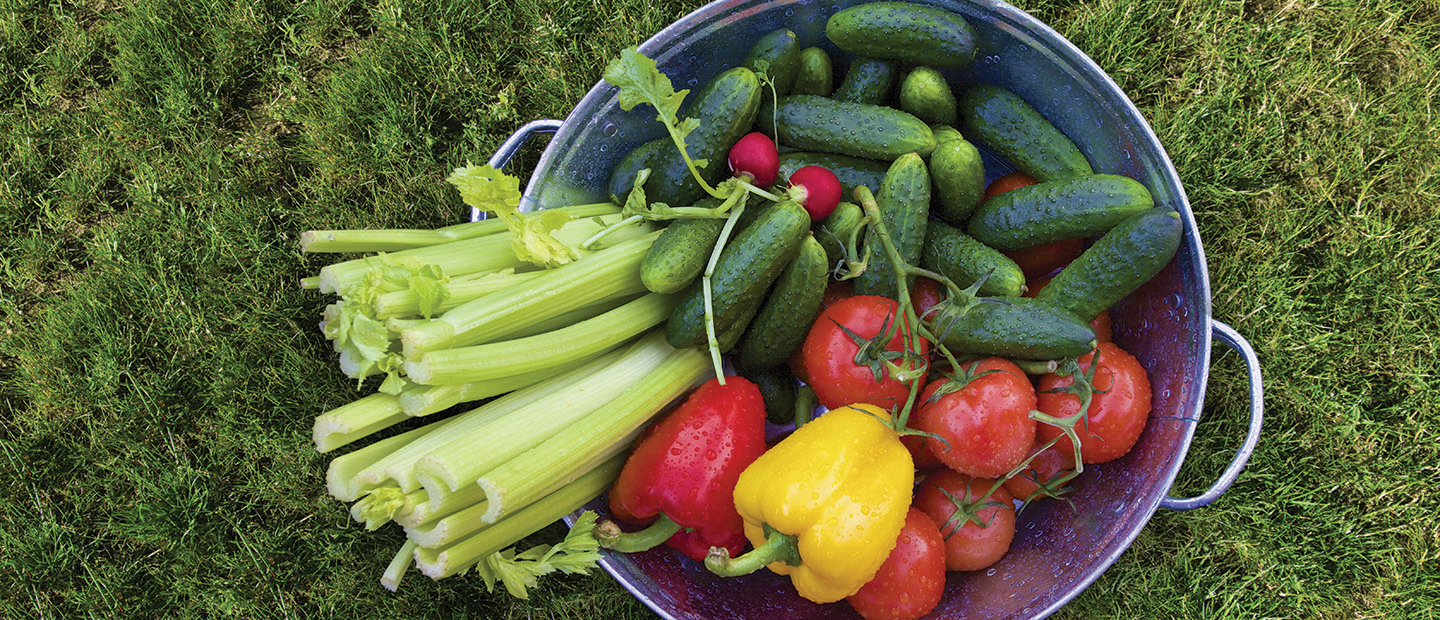 Basket of celery, cucumbers, peppers, radishes and tomatoes